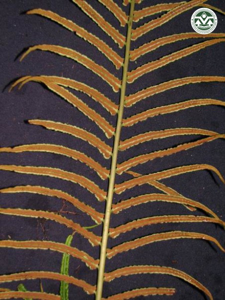 Brainea insignis