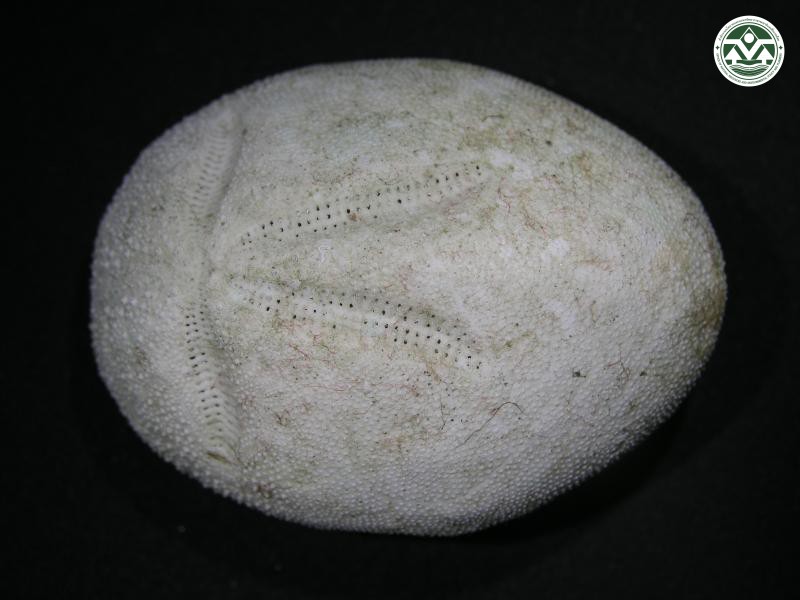 Brissus latecarinatus