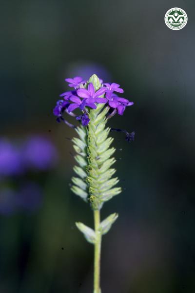 Buchnera cruciata