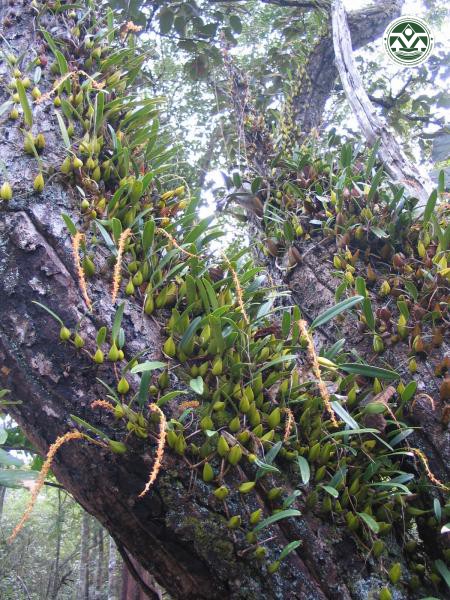 Bulbophyllum reclusum