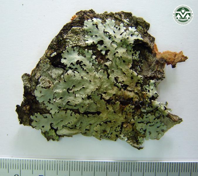 Bulbothrix goebelii