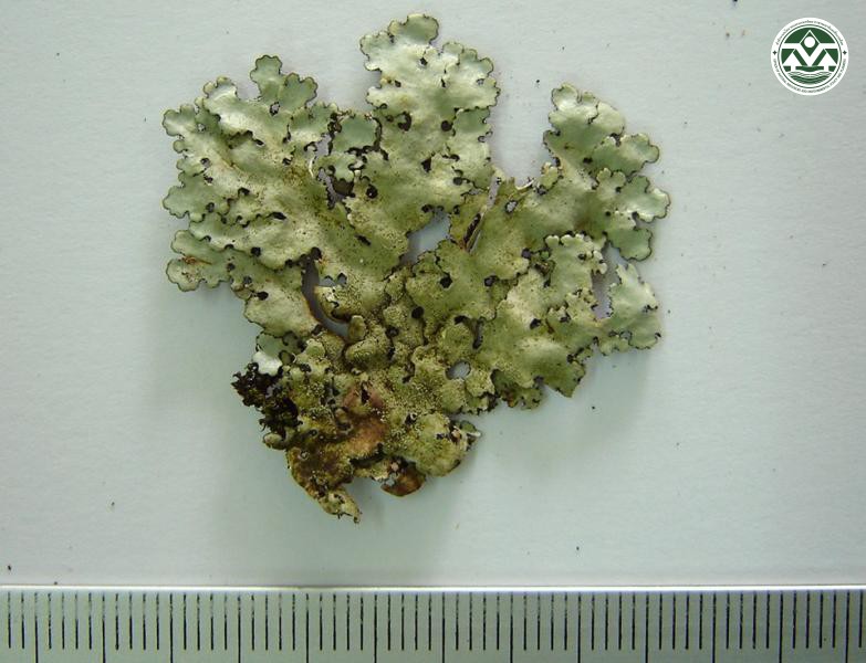 Bulbothrix hypocraea