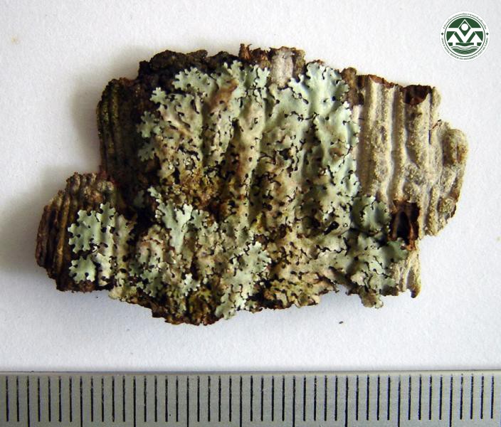 Bulbothrix isidiza