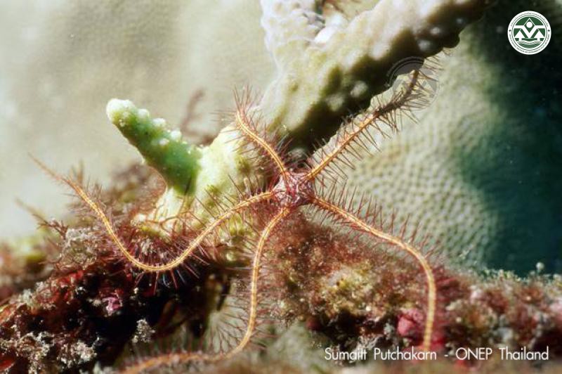 Ophiothrix purpurea