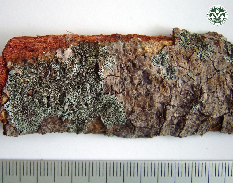 Bulbothrix queenslandica