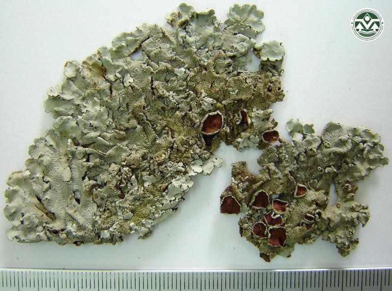 Bulbothrix setschwanensis