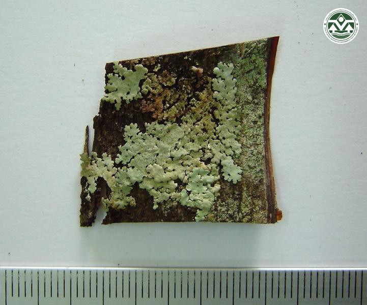 Bulbothrix tabacina
