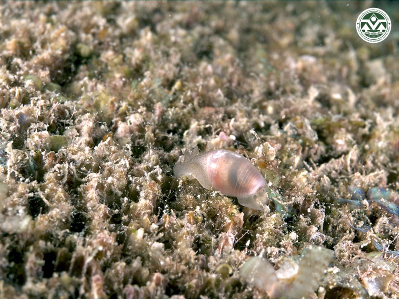Bulla lineata