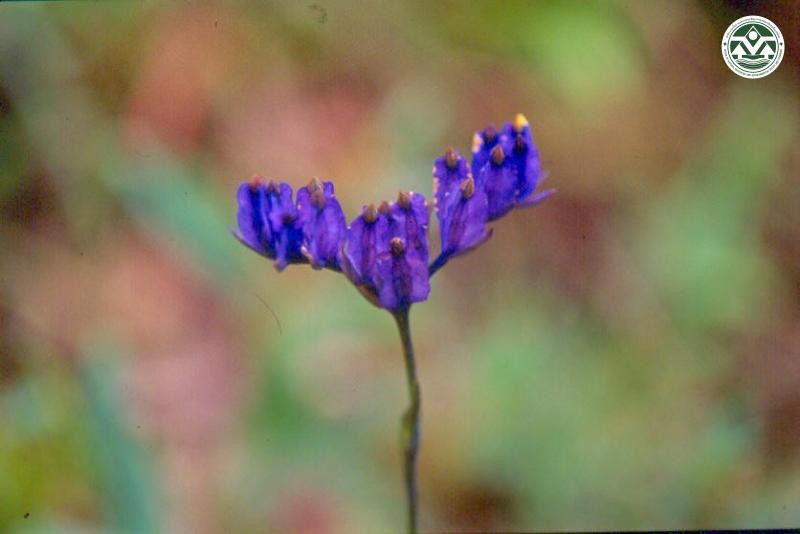 Burmannia disticha