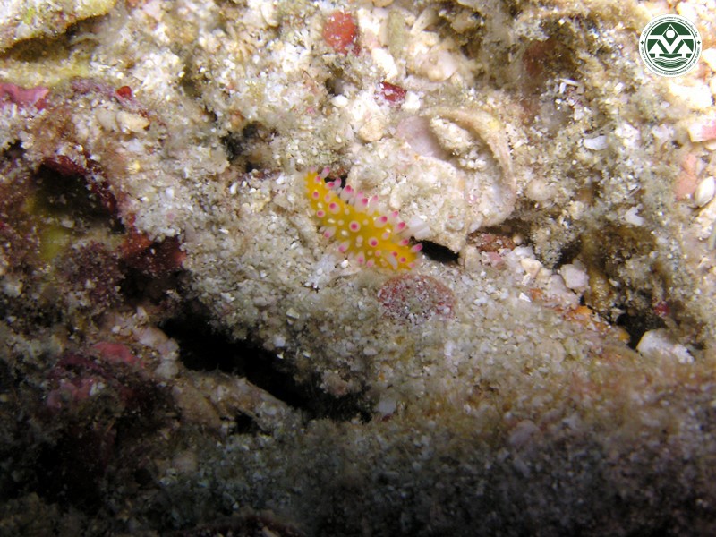 Cadlinella ornatissima
