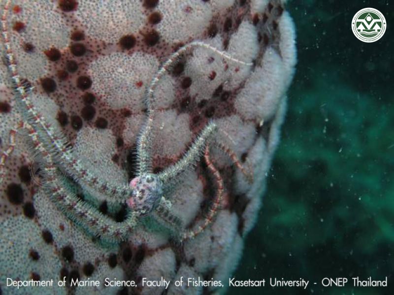 Ophiothrix ciliaris