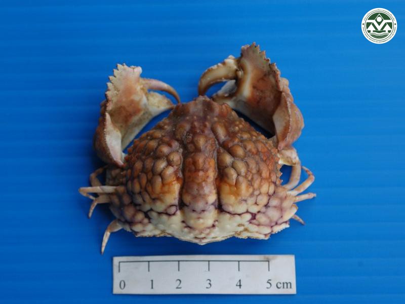 Calappa capellonis
