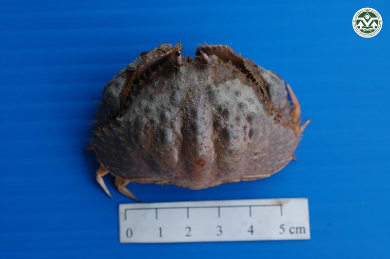 Calappa hepatica