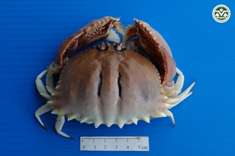 Calappa philargius