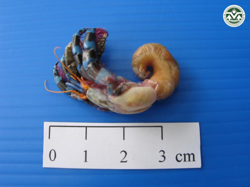 Calcinus elegans