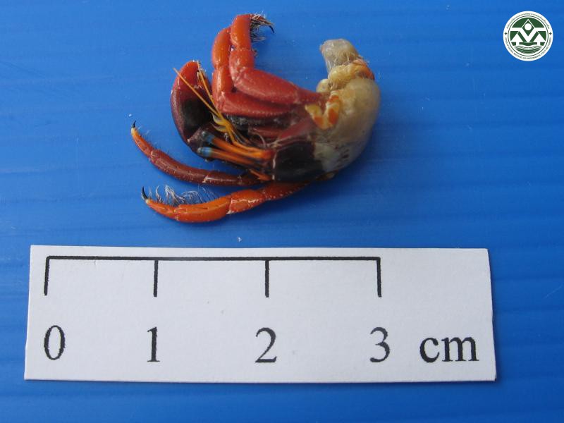 Calcinus gaimardii