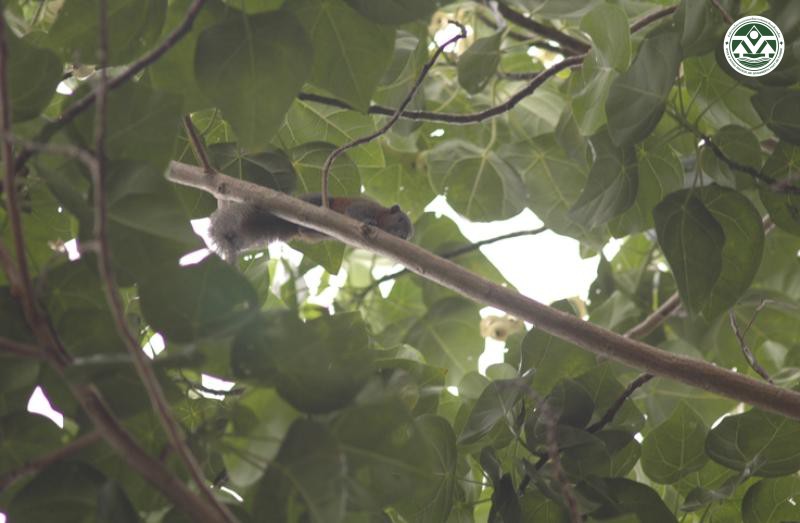Callosciurus flavimanus