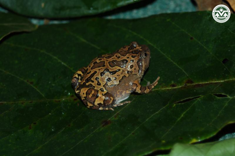 Calluella guttulata