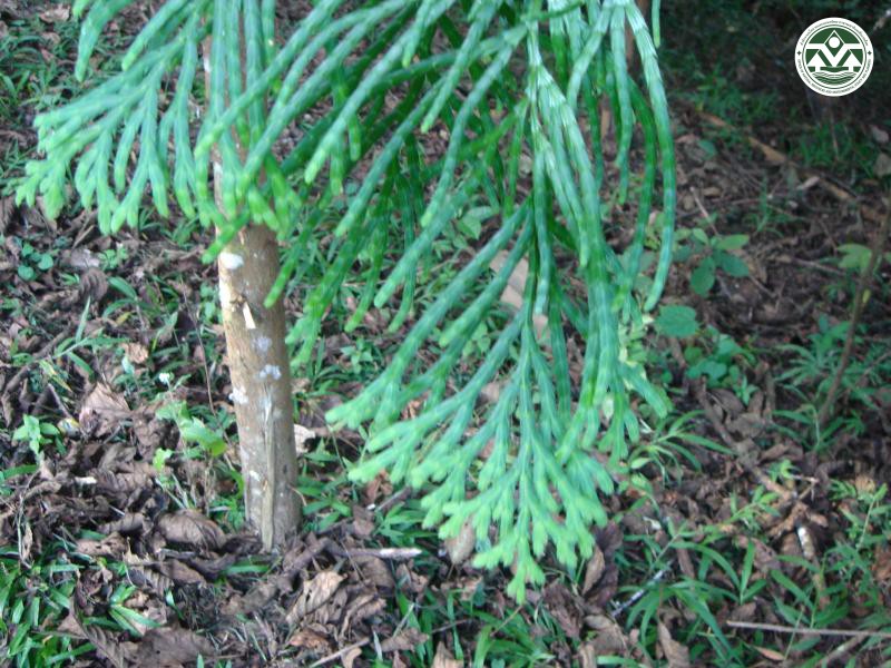 Calocedrus macrolepis