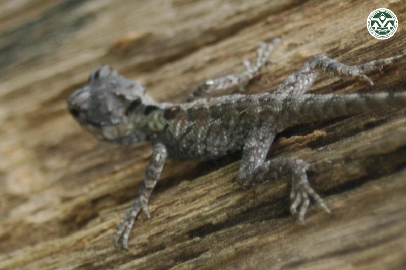 Calotes mystaceus
