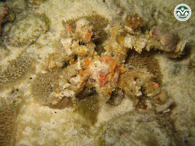 Camposcia retusa