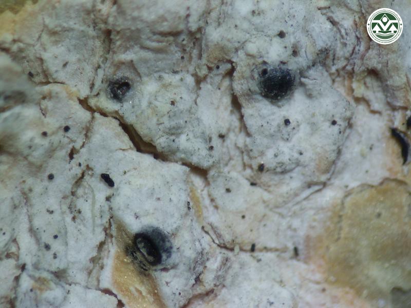 Campylothelium nitidum