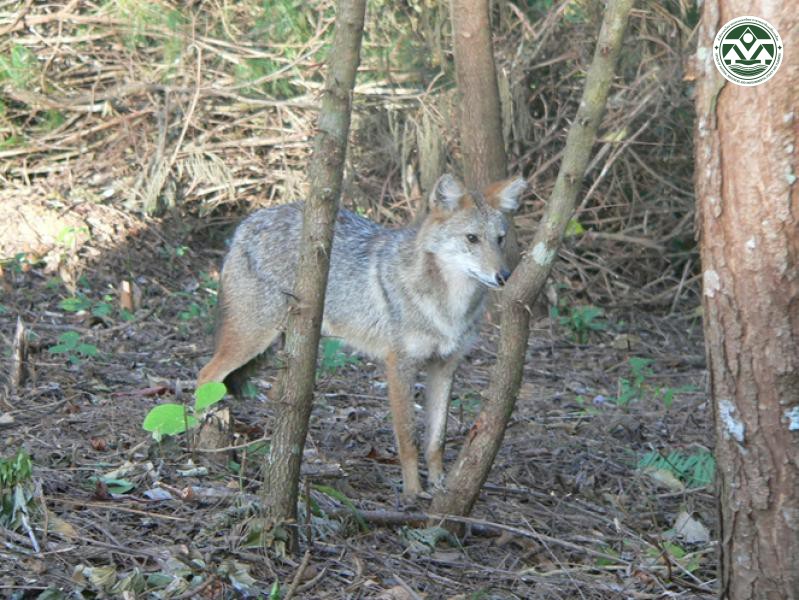Canis aureus