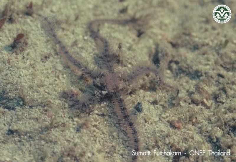 Ophiothrix plana