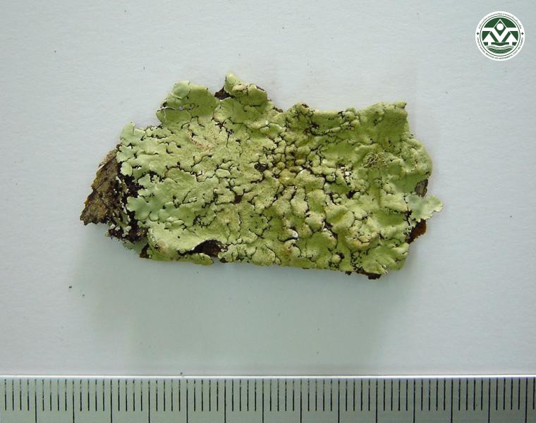 Canoparmelia ecaperata