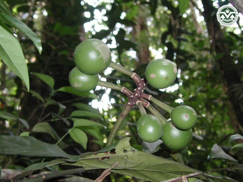 Capparis klossii