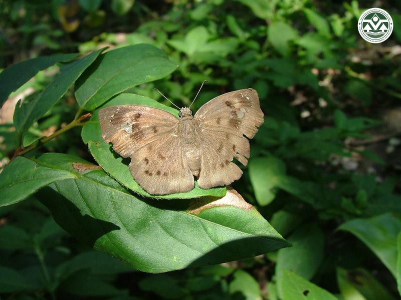 Celaenorrhinus aurivittatus