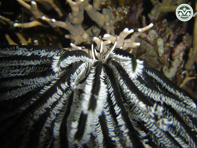 Cenometra bella