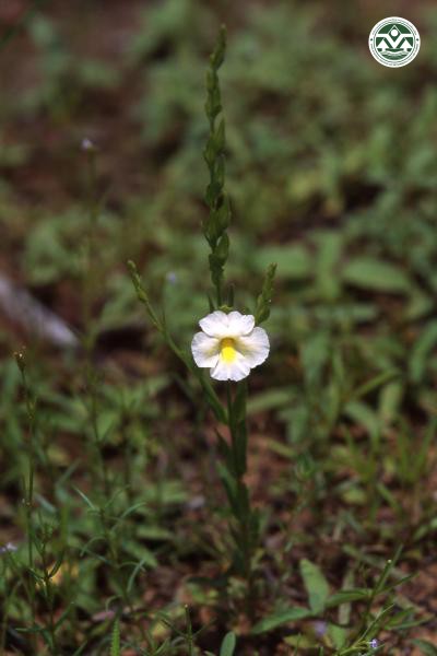 Centranthera cochinchinensis