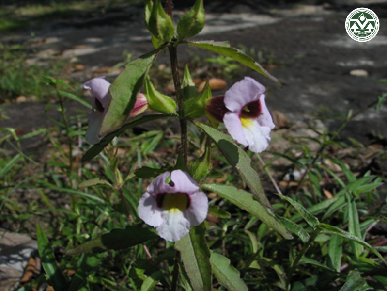 Centranthera siamensis