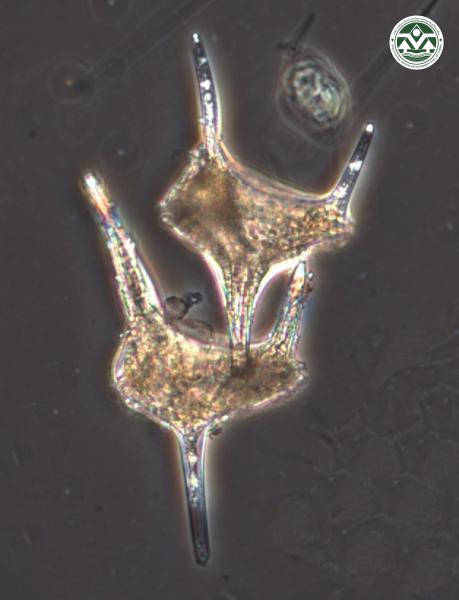Ceratium candelabrum