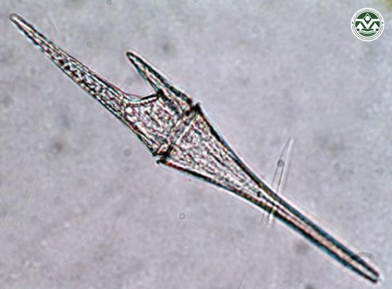 Ceratium furca