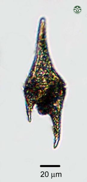 Ceratium hirundinella