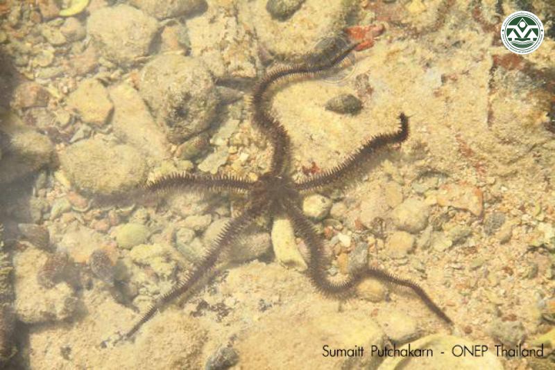 Ophiocoma scolopendrina