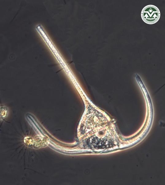 Ceratium tripos