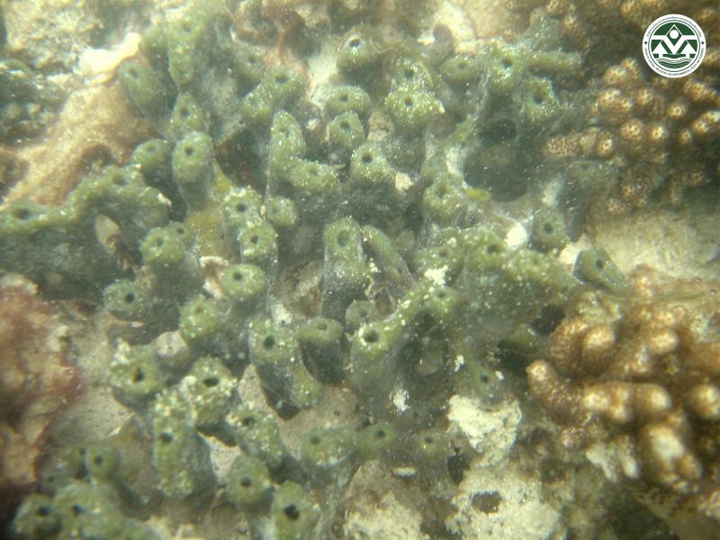 Ceratodictyon spongiosum