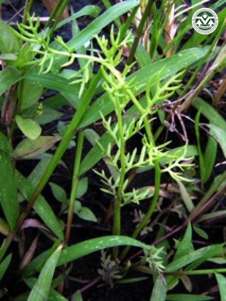 Ceratopteris thalictroides