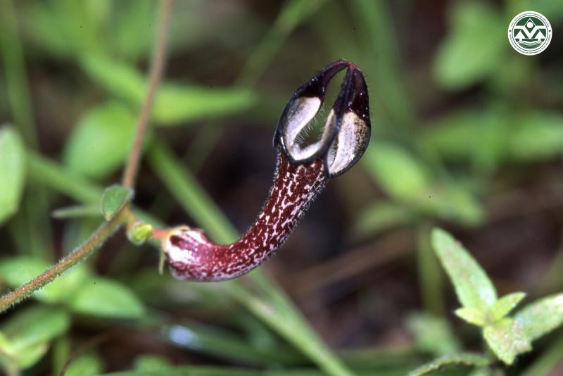 Ceropegia hirsuta