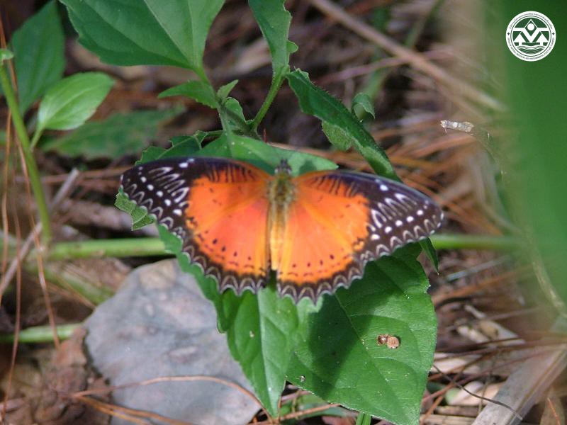 Cethosia biblis