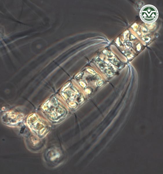 Chaetoceros compressus