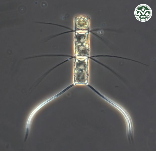 Chaetoceros affinis