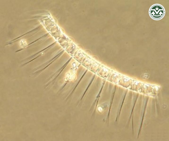 Chaetoceros pseudocurvisetus