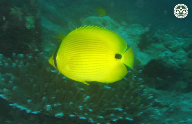Chaetodon andamanensis