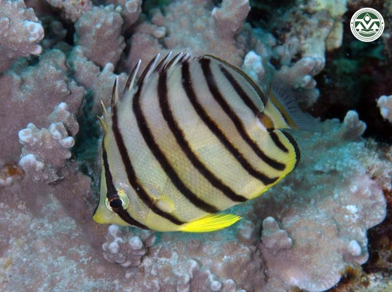 Chaetodon octofasciatus