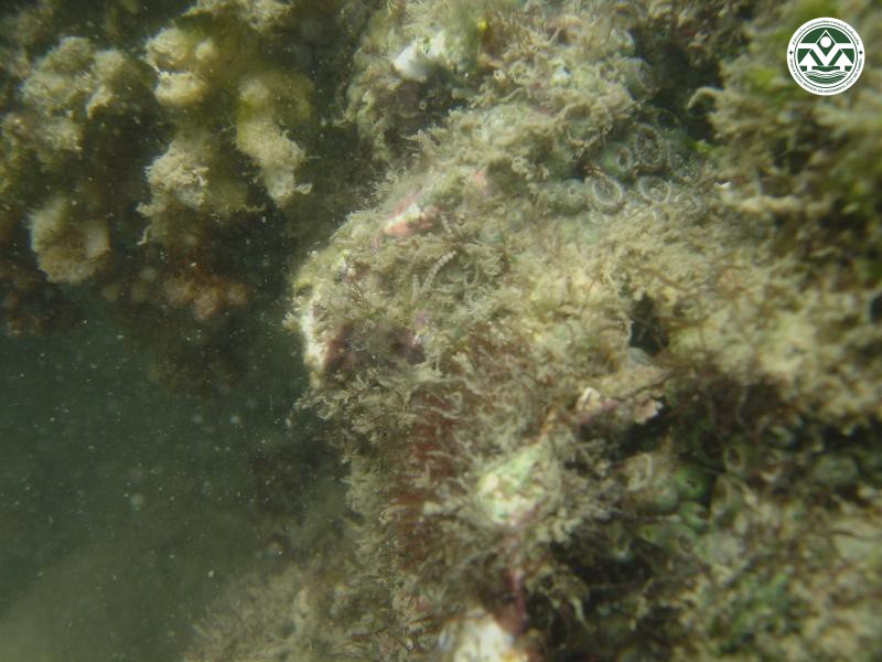 Champia parvula