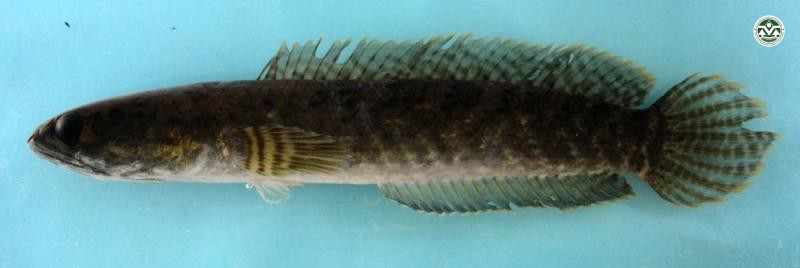 Channa gachua